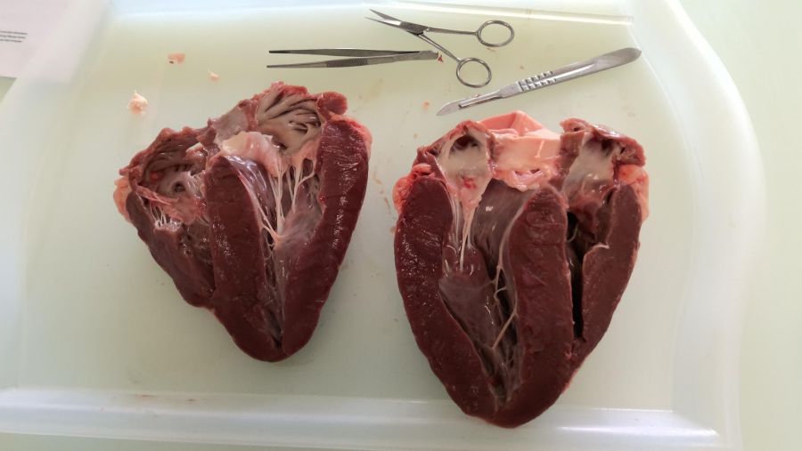 Einblick in den NT-Unterricht