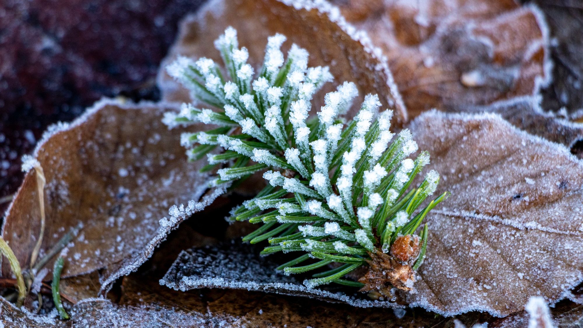 Die Regionale Oberstufenschule Grünau